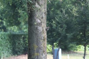 IMG_7087_2