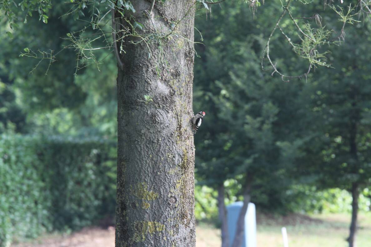 IMG_7087_2