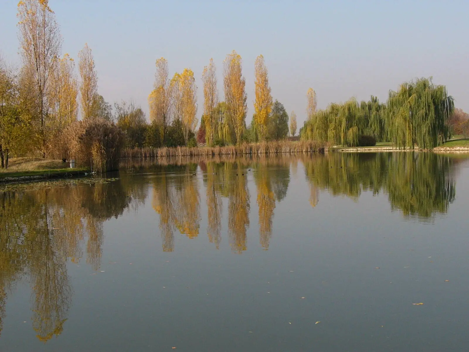 vegetazione su lago buca 10