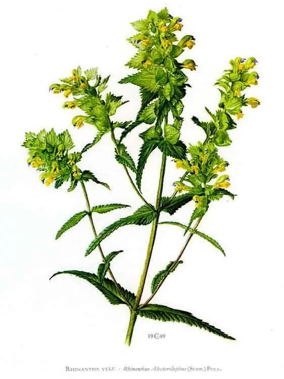 rhinanthus alectorolophos