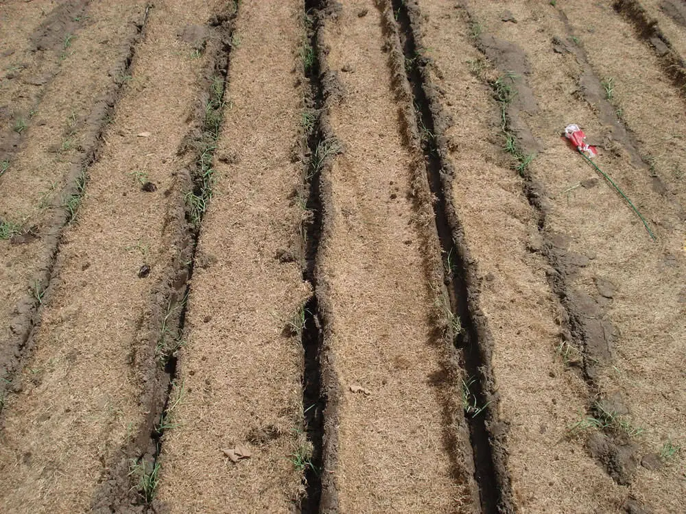 Particolare_del_lavoro_della_macchina_trapiantatrice