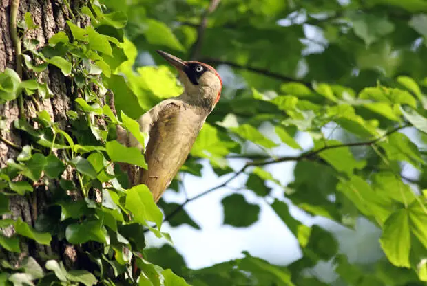 3b72a9d50c85ed40f40120cd871fb510