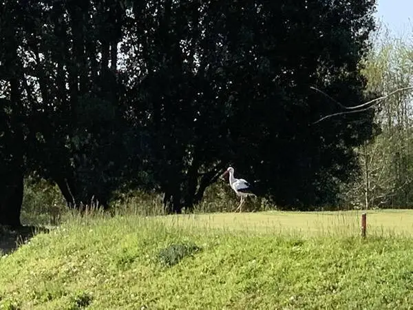 CicognabiancaCiconiaciconia