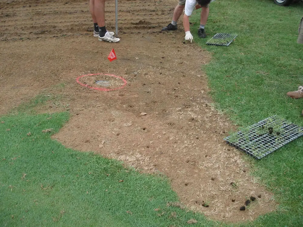 Messa_a_dimora_manuale_delle_piantine_sulle_aree_non_meccanizzabili