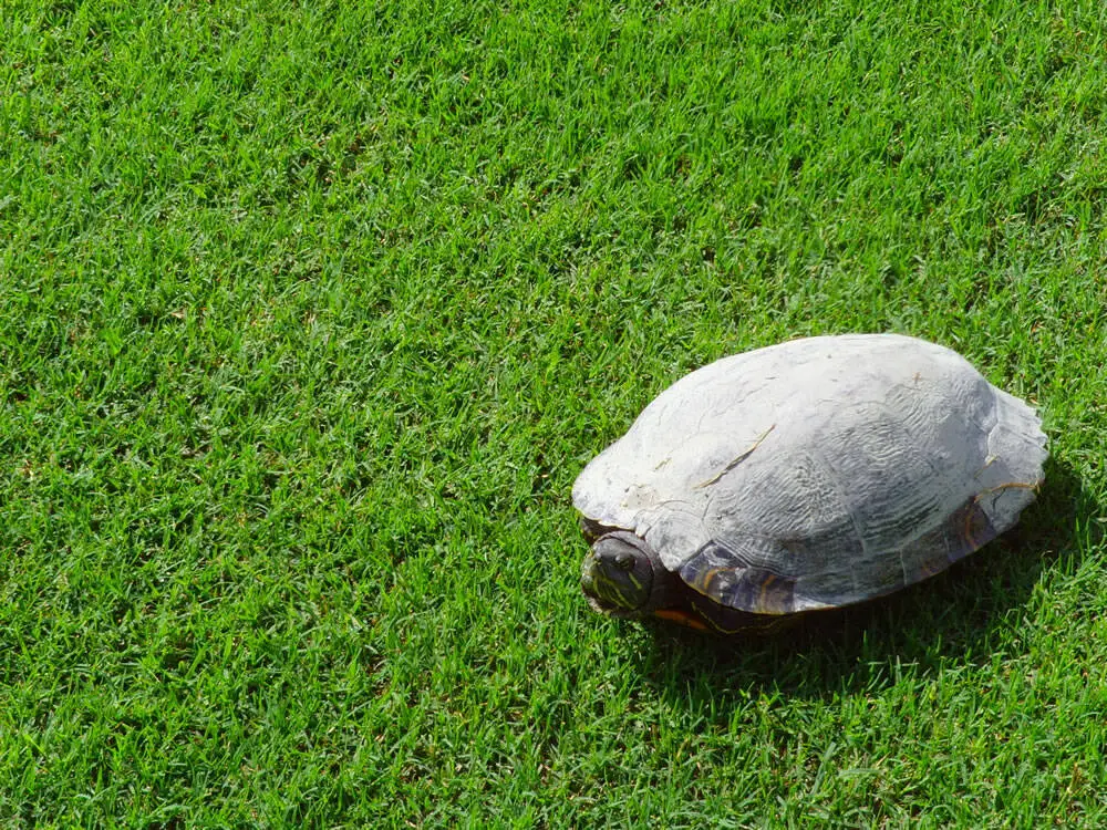 tartaruga2