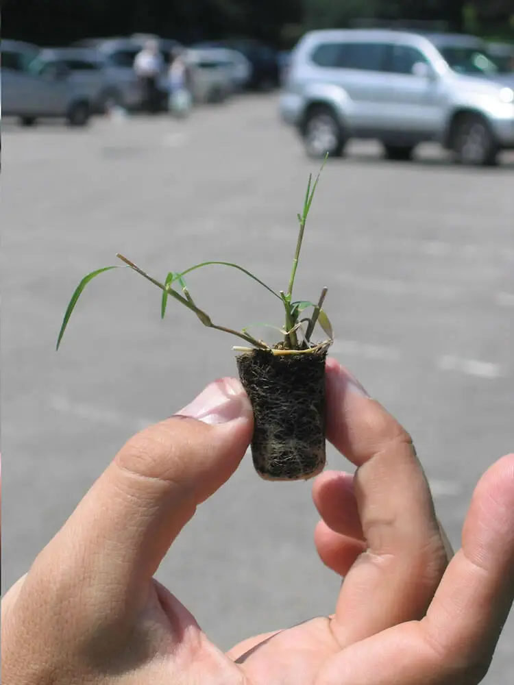 Singola_piantina_di_Bermudagrass