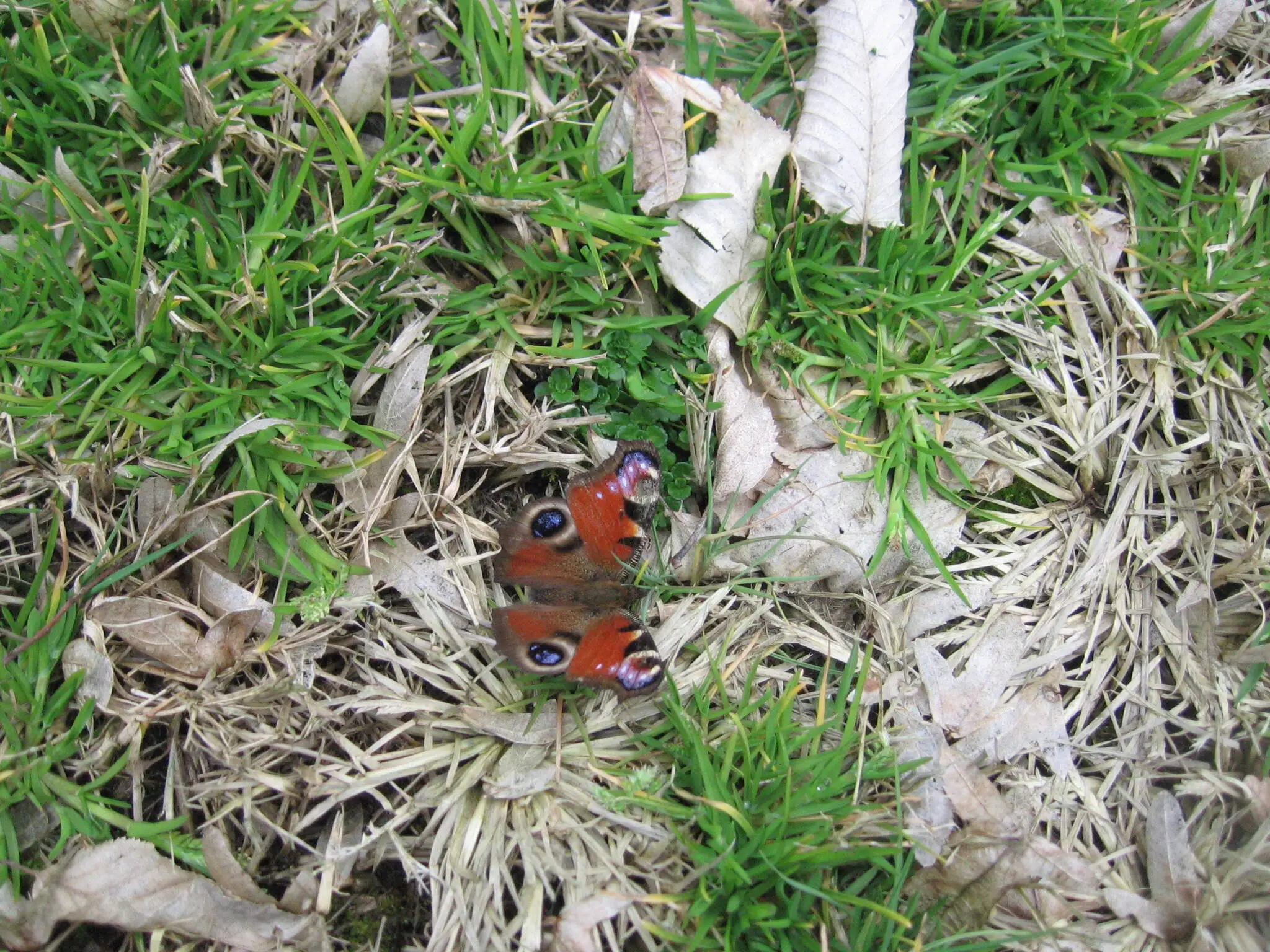 Inachis io - Vanessa occhio di pavone