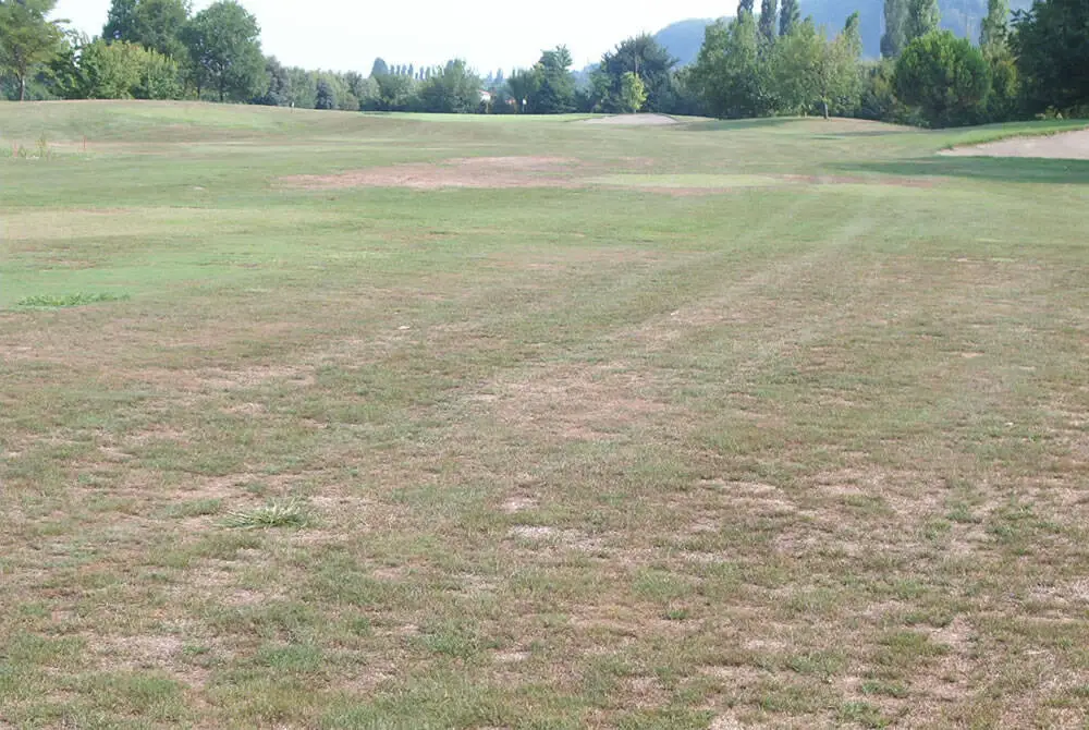 Estate_2003-fairway_buca_6