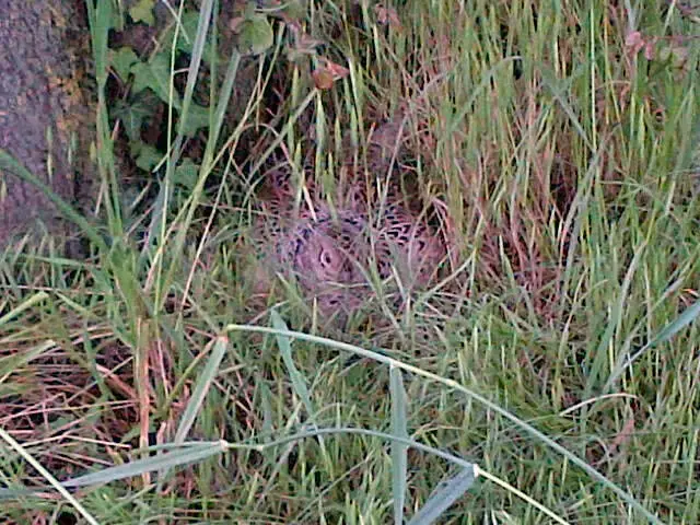 Selvazzano Dentro-20130518-00262